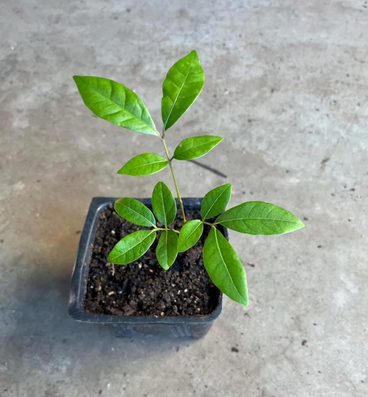 Live Longan Plant - Tropical Fruit Tree in 4-Inch Pot - 8-10 Inch Tall Live Longan Plant - Tropical Fruit Tree in 4-Inch Pot - 8-10 Inch Tall - Image 5