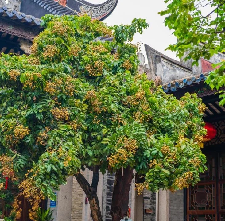 Live Longan Plant - Tropical Fruit Tree in 4-Inch Pot - 8-10 Inch Tall Live Longan Plant - Tropical Fruit Tree in 4-Inch Pot - 8-10 Inch Tall - Image 6