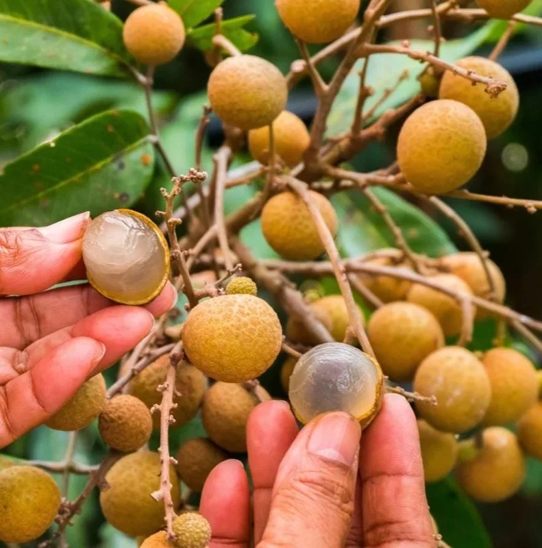 Live Longan Plant - Tropical Fruit Tree in 4-Inch Pot - 8-10 Inch Tall Live Longan Plant - Tropical Fruit Tree in 4-Inch Pot - 8-10 Inch Tall - Image 1