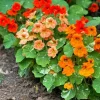 Live Nasturtiums Plant Set - 2 Pots, 4 Plants Total - Edible Flowers for Garden Live Nasturtiums Plant Set - 2 Pots, 4 Plants Total - Edible Flowers for Garden - Image 1