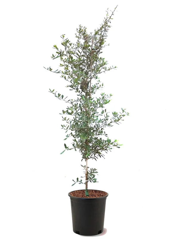 Live Oak Tree Quercus Virginiana - 2 Ft Tall, 5-Gallon Pot - Outdoor Shade Live Plant - Image 2