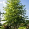 Live Oak Tree Quercus Virginiana - 2 Ft Tall, 5-Gallon Pot - Outdoor Shade Live Plant - Image 1