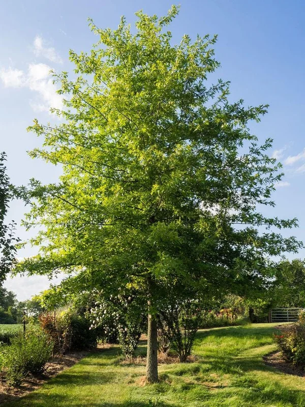 Live Oak Tree Quercus Virginiana - 2 Ft Tall, 5-Gallon Pot - Outdoor Shade Live Plant - Image 1