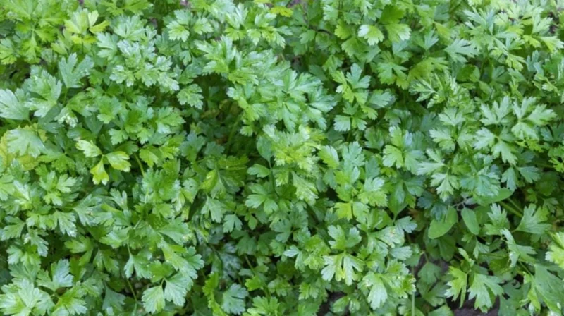 Live Parsley Plant – Fresh Culinary Herb – 7-inch Tall – 3.5-inch Pot - Image 2