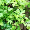 Live Parsley Plant – Fresh Culinary Herb – 7-inch Tall – 3.5-inch Pot - Image 1