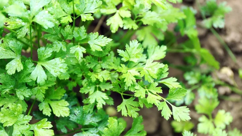 Live Parsley Plant – Fresh Culinary Herb – 7-inch Tall – 3.5-inch Pot - Image 1