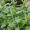 Live Peppermint Plant – 4-inch Pot – Fragrant Culinary Herb for Tea & Cooking - Image 1