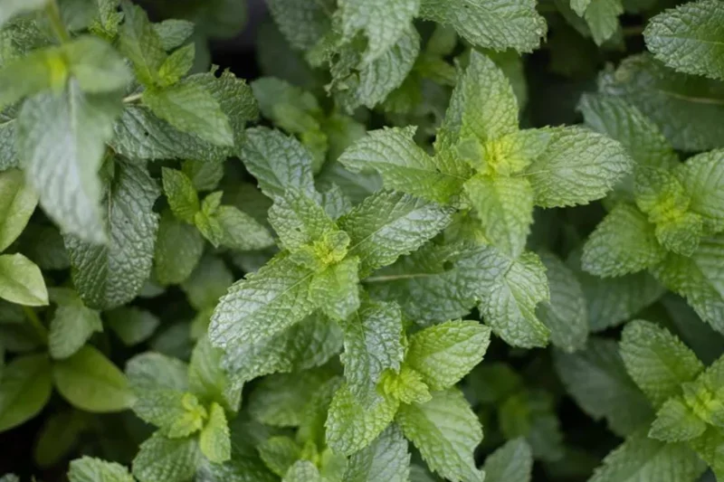 Live Peppermint Plant – 5-inch Height, 3.5-inch Pot – Indoor & Outdoor Culinary Herb - Image 2