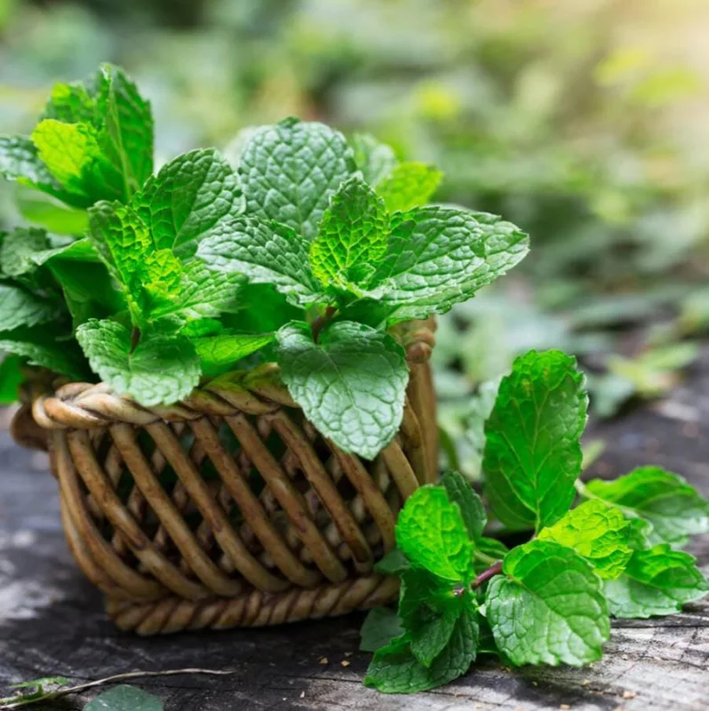 Live Peppermint Plant – 5-inch Height, 3.5-inch Pot – Indoor & Outdoor Culinary Herb - Image 1