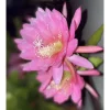 Live Pink Epiphyllum Orchid Cactus Plant 4" Pot - Queen of the Night - Image 1