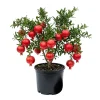 Live Pomegranate Plant, 5-Gallon, Tangy-Sweet Fruit Tree, 3-4 Ft Tall Live Pomegranate Plant, 5-Gallon, Tangy-Sweet Fruit Tree, 3-4 Ft Tall - Image 1