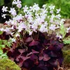 Live Purple Shamrock Plant – 6-inch Tall – 4-inch Pot – Indoor Houseplant Live Purple Shamrock Plant – 6-inch Tall – 4-inch Pot – Indoor Houseplant - Image 1