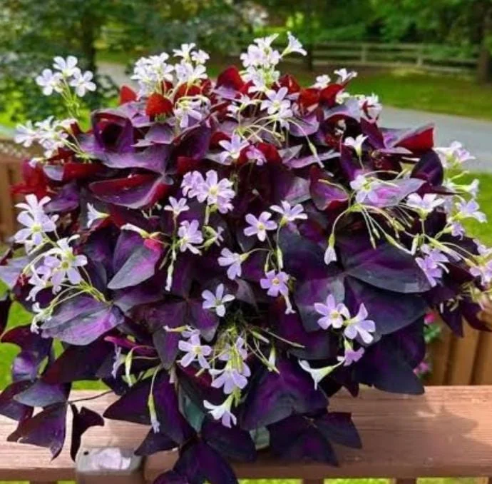 Live Purple Shamrock Plant – 6-inch Tall – 4-inch Pot – Indoor Houseplant Live Purple Shamrock Plant – 6-inch Tall – 4-inch Pot – Indoor Houseplant - Image 3