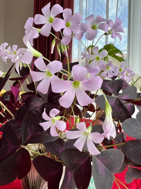 Live Purple Shamrock Plant – 6-inch Tall – 4-inch Pot – Indoor Houseplant Live Purple Shamrock Plant – 6-inch Tall – 4-inch Pot – Indoor Houseplant - Image 4