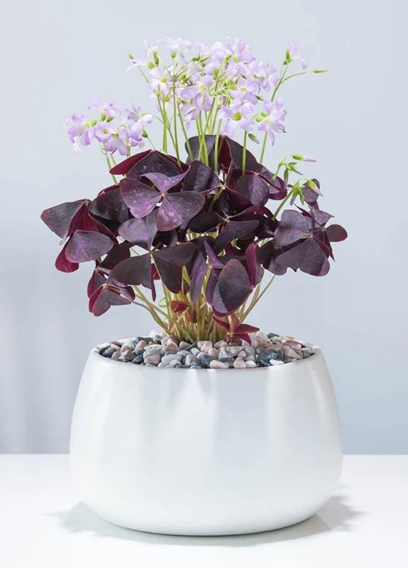 Live Purple Shamrock Plant – 6-inch Tall – 4-inch Pot – Indoor Houseplant Live Purple Shamrock Plant – 6-inch Tall – 4-inch Pot – Indoor Houseplant - Image 5