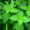 Live Spearmint Plant, 4-6 Inch Tall, Fragrant Edible Herb, Indoor Outdoor Live Spearmint Plant, 4-6 Inch Tall, Fragrant Edible Herb, Indoor Outdoor - Image 1