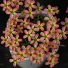 Live Watermelon Oxalis Plant – Candy Box – White Flowers – 4 Inch Pot - Image 1
