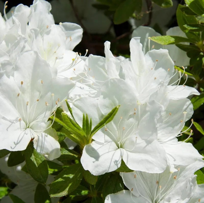 Live White Azalea Plant - 10 Inch Tall Flowering Shrub in 3 Inch Pot for Outdoor Gardens Live White Azalea Plant - 10 Inch Tall Flowering Shrub in 3 Inch Pot for Outdoor Gardens - Image 10