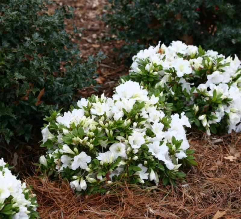 Live White Azalea Plant - 10 Inch Tall Flowering Shrub in 3 Inch Pot for Outdoor Gardens Live White Azalea Plant - 10 Inch Tall Flowering Shrub in 3 Inch Pot for Outdoor Gardens - Image 2
