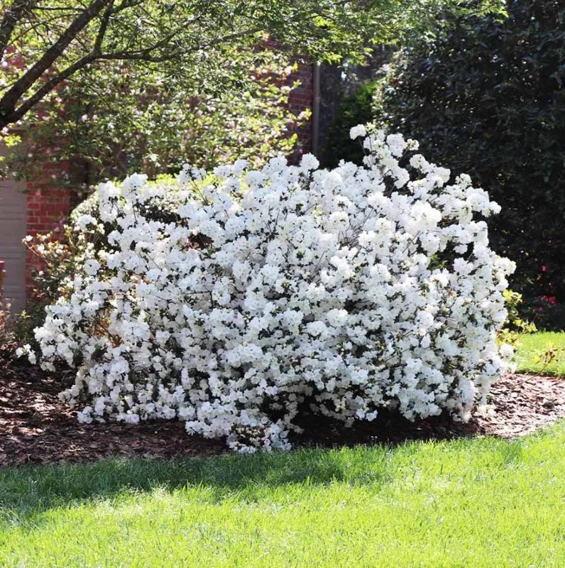 Live White Azalea Plant - 10 Inch Tall Flowering Shrub in 3 Inch Pot for Outdoor Gardens Live White Azalea Plant - 10 Inch Tall Flowering Shrub in 3 Inch Pot for Outdoor Gardens - Image 3