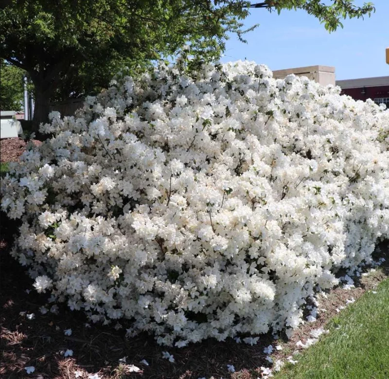 Live White Azalea Plant - 10 Inch Tall Flowering Shrub in 3 Inch Pot for Outdoor Gardens Live White Azalea Plant - 10 Inch Tall Flowering Shrub in 3 Inch Pot for Outdoor Gardens - Image 4