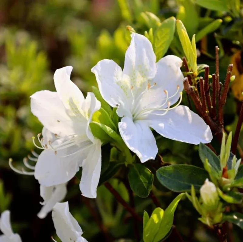 Live White Azalea Plant - 10 Inch Tall Flowering Shrub in 3 Inch Pot for Outdoor Gardens Live White Azalea Plant - 10 Inch Tall Flowering Shrub in 3 Inch Pot for Outdoor Gardens - Image 5