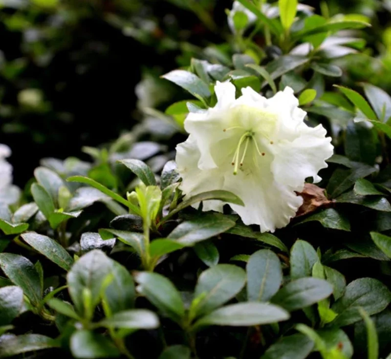 Live White Azalea Plant - 10 Inch Tall Flowering Shrub in 3 Inch Pot for Outdoor Gardens Live White Azalea Plant - 10 Inch Tall Flowering Shrub in 3 Inch Pot for Outdoor Gardens - Image 6