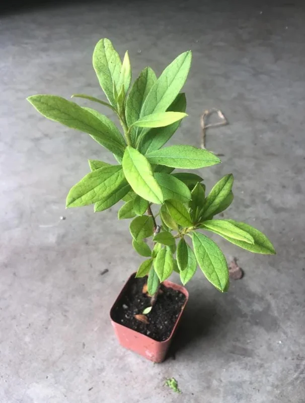 Live White Azalea Plant - 10 Inch Tall Flowering Shrub in 3 Inch Pot for Outdoor Gardens Live White Azalea Plant - 10 Inch Tall Flowering Shrub in 3 Inch Pot for Outdoor Gardens - Image 7