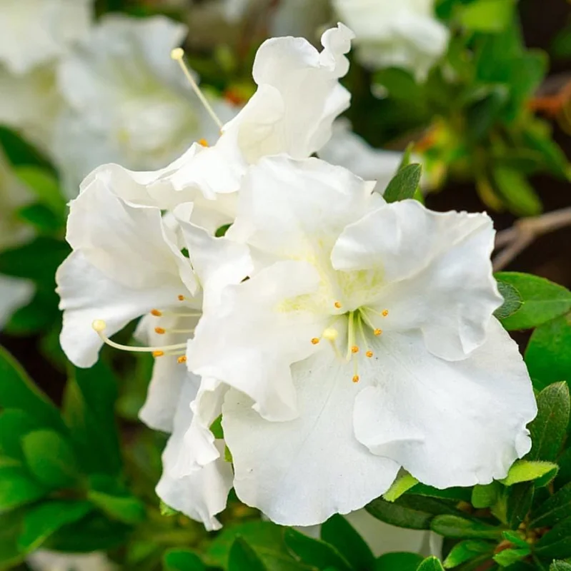 Live White Azalea Plant - 10 Inch Tall Flowering Shrub in 3 Inch Pot for Outdoor Gardens Live White Azalea Plant - 10 Inch Tall Flowering Shrub in 3 Inch Pot for Outdoor Gardens - Image 8