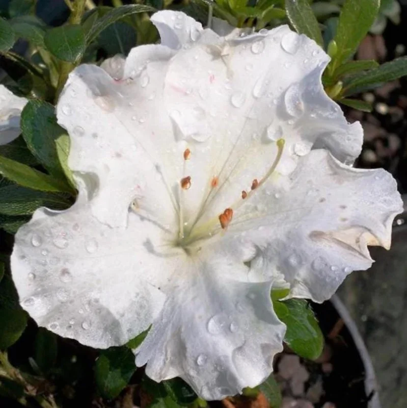 Live White Azalea Plant - 10 Inch Tall Flowering Shrub in 3 Inch Pot for Outdoor Gardens Live White Azalea Plant - 10 Inch Tall Flowering Shrub in 3 Inch Pot for Outdoor Gardens - Image 9