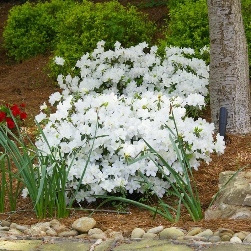 Live White Azalea Plant - 10 Inch Tall Flowering Shrub in 3 Inch Pot for Outdoor Gardens Live White Azalea Plant - 10 Inch Tall Flowering Shrub in 3 Inch Pot for Outdoor Gardens - Image 1