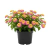 Live Yellow Pink Lantana Plant – Trailing Garden Flowers – 4-6 Inch Tall Live Yellow Pink Lantana Plant – Trailing Garden Flowers – 4-6 Inch Tall - Image 1