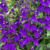 Lobelia Starship Blue Live Plant - Hardy Blue Cardinal Flower Plug, 2-5 Inch Tall - Image 1