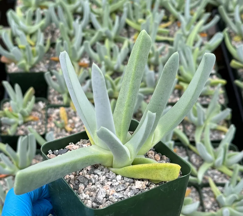 Lobster Claw Live Plant Cheiridopsis Candidissima Succulent in 4 Inch Pot Lobster Claw Live Plant Cheiridopsis Candidissima Succulent in 4 Inch Pot - Image 2