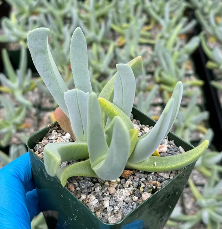 Lobster Claw Live Plant Cheiridopsis Candidissima Succulent in 4 Inch Pot Lobster Claw Live Plant Cheiridopsis Candidissima Succulent in 4 Inch Pot - Image 1