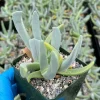 Lobster Claw Succulent Live Plant - Cheiridopsis Candidissima - 4 Inch Pot - Indoor/Outdoor - Image 1