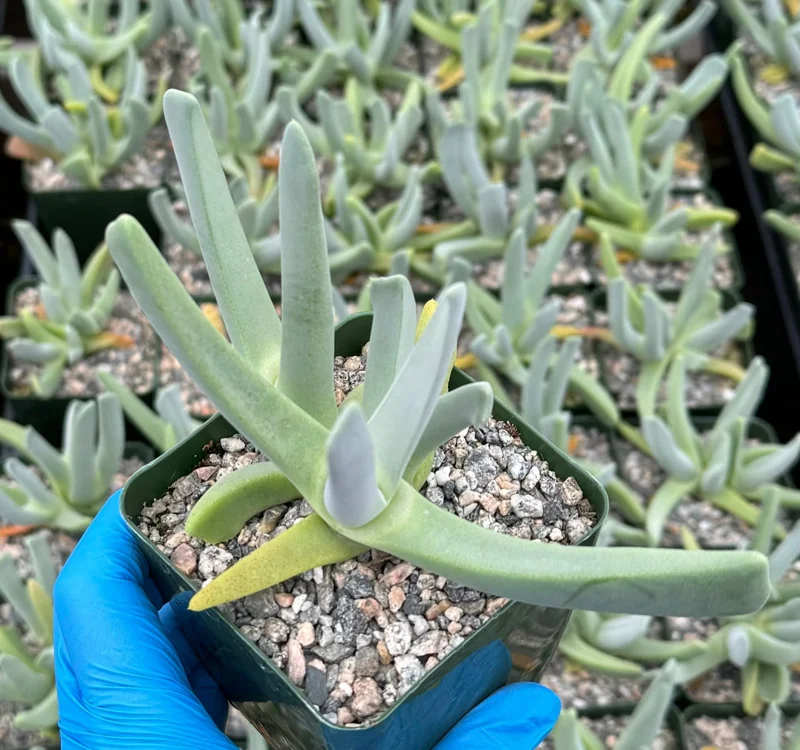 Lobster Claw Succulent Live Plant - Cheiridopsis Candidissima - 4 Inch Pot - Indoor/Outdoor Lobster Claw Succulent Live Plant - Cheiridopsis Candidissima - 4 Inch Pot - Indoor/Outdoor - Image 3