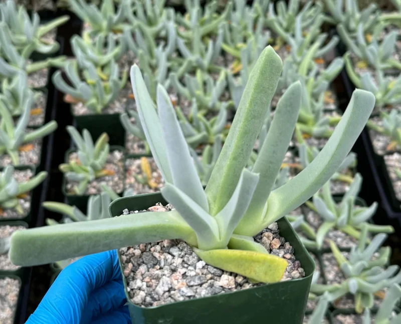 Lobster Claw Succulent Live Plant - Cheiridopsis Candidissima - 4 Inch Pot - Indoor/Outdoor Lobster Claw Succulent Live Plant - Cheiridopsis Candidissima - 4 Inch Pot - Indoor/Outdoor - Image 4