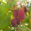 Loganberry Live Plant (Rubus × loganobaccus) - 4+ Inches - Edible Berry Bush - Image 1