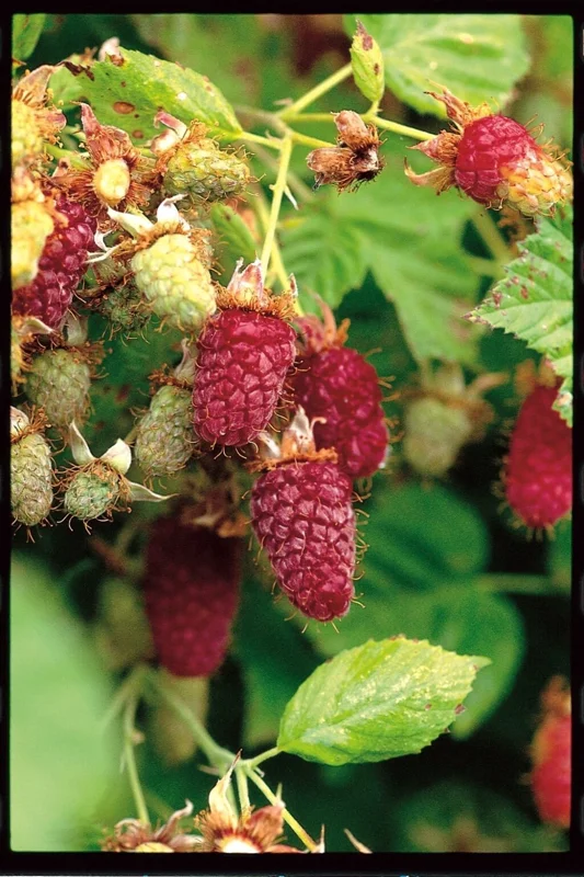 Loganberry Live Plant - Rubus × loganobaccus - 4+ Inches Tall - Edible Fruit Bush for Outdoor Gardens Loganberry Live Plant - Rubus × loganobaccus - 4+ Inches Tall - Edible Fruit Bush for Outdoor Gardens - Image 2