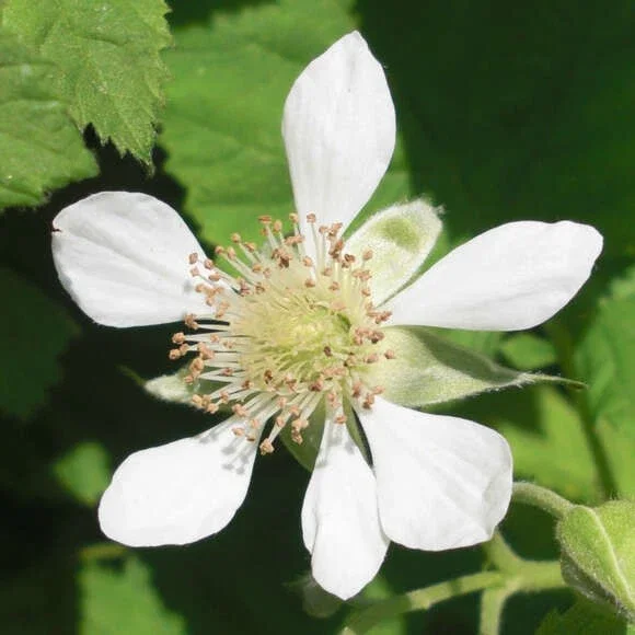 Loganberry Live Plant - Rubus × loganobaccus - 4+ Inches Tall - Edible Fruit Bush for Outdoor Gardens Loganberry Live Plant - Rubus × loganobaccus - 4+ Inches Tall - Edible Fruit Bush for Outdoor Gardens - Image 3