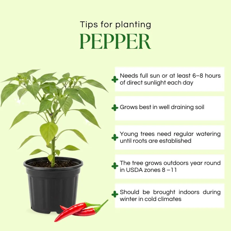 Long Hot Pepper Live Plant – Edible Vegetable – 4-6 Inch Tall – Outdoor Garden Long Hot Pepper Live Plant – Edible Vegetable – 4-6 Inch Tall – Outdoor Garden - Image 2