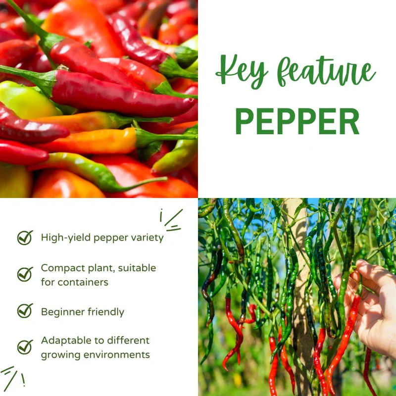 Long Hot Pepper Live Plant – Edible Vegetable – 4-6 Inch Tall – Outdoor Garden Long Hot Pepper Live Plant – Edible Vegetable – 4-6 Inch Tall – Outdoor Garden - Image 3