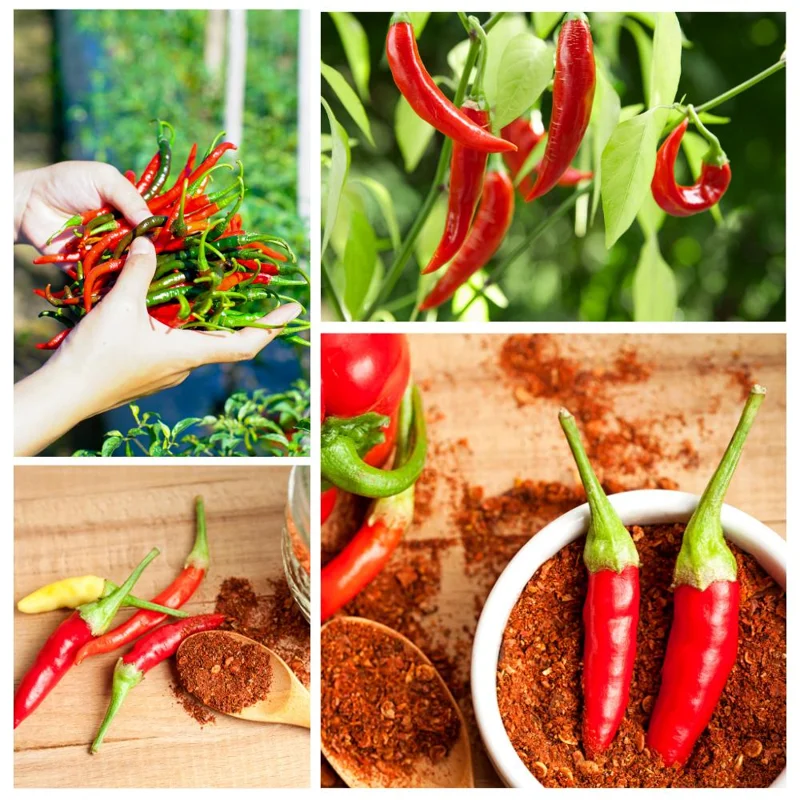 Long Hot Pepper Live Plant – Edible Vegetable – 4-6 Inch Tall – Outdoor Garden Long Hot Pepper Live Plant – Edible Vegetable – 4-6 Inch Tall – Outdoor Garden - Image 4