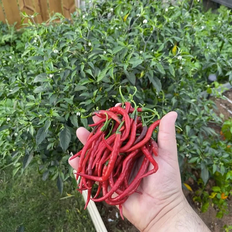 Long Hot Pepper Live Plant – Edible Vegetable – 4-6 Inch Tall – Outdoor Garden Long Hot Pepper Live Plant – Edible Vegetable – 4-6 Inch Tall – Outdoor Garden - Image 6