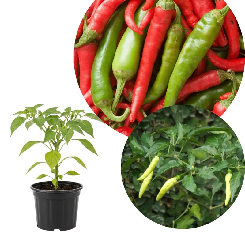 Long Hot Pepper Live Plant – Edible Vegetable – 4-6 Inch Tall – Outdoor Garden Long Hot Pepper Live Plant – Edible Vegetable – 4-6 Inch Tall – Outdoor Garden - Image 1