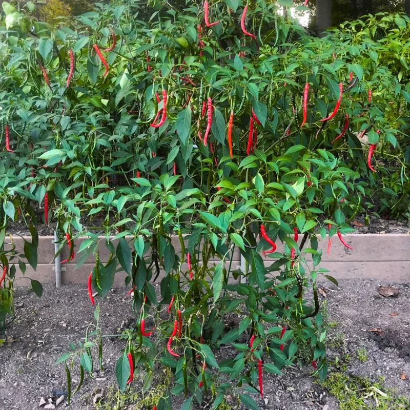 Long Hot Pepper Live Plant – Edible Vegetable – 4-6 Inch Tall – Outdoor Garden Long Hot Pepper Live Plant – Edible Vegetable – 4-6 Inch Tall – Outdoor Garden - Image 7