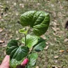 Long Pepper Live Plant (Piper Longum) - 4 Inch Pot - Edible Vine - Image 1