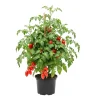 Long Red Tomato Live Plant – 4-6 Inch Tall Starter Plant – Well-Rooted in Pot - Image 1