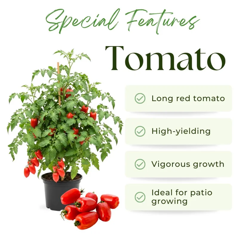 Long Red Tomato Live Plant – 4-6 Inch Tall Starter Plant – Well-Rooted in Pot Long Red Tomato Live Plant – 4-6 Inch Tall Starter Plant – Well-Rooted in Pot - Image 2